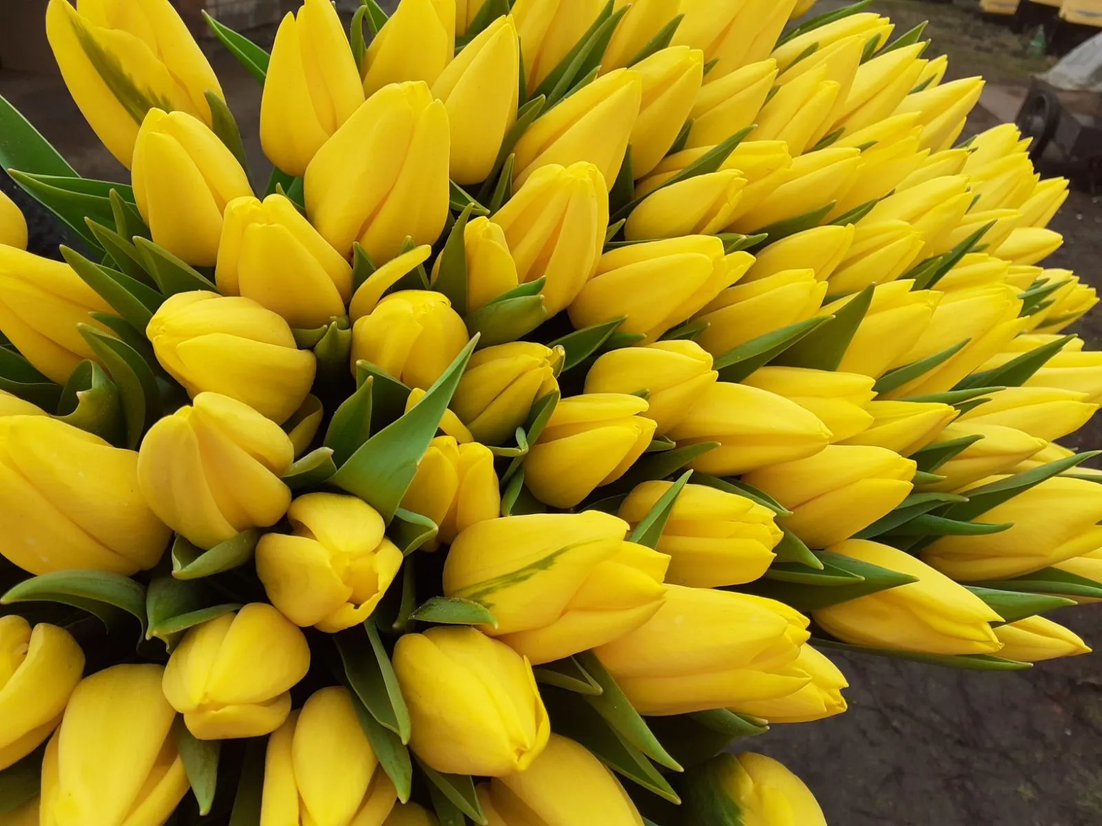 Тюльпаны Желтые - Хит продаж