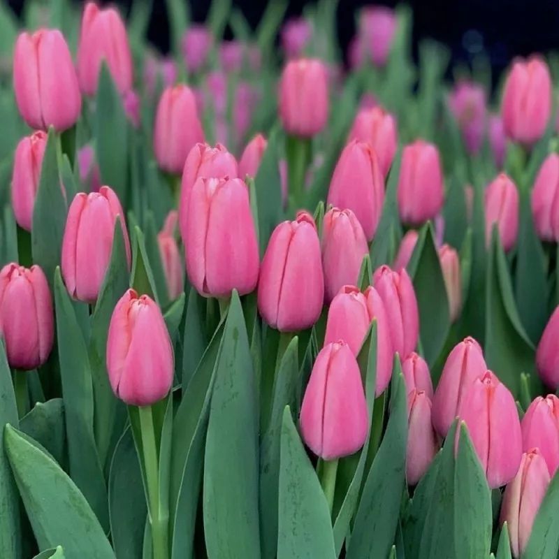 Розовые тюльпаны