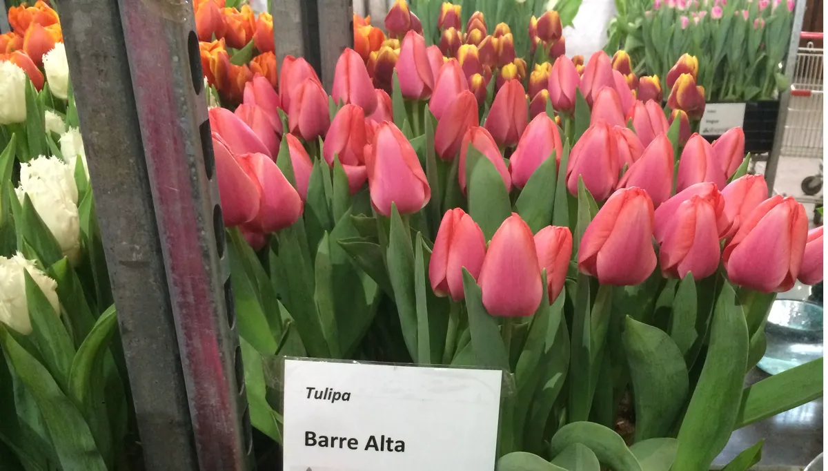 Розовые тюльпаны (лосось)