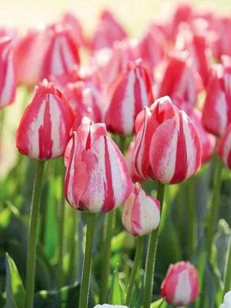 Тюльпаны в полоску насыщенного розового цвета