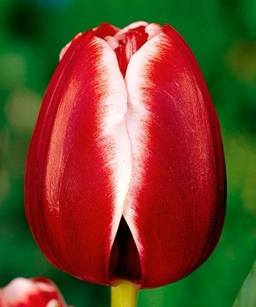 Тюльпаны Красные с белым кантом