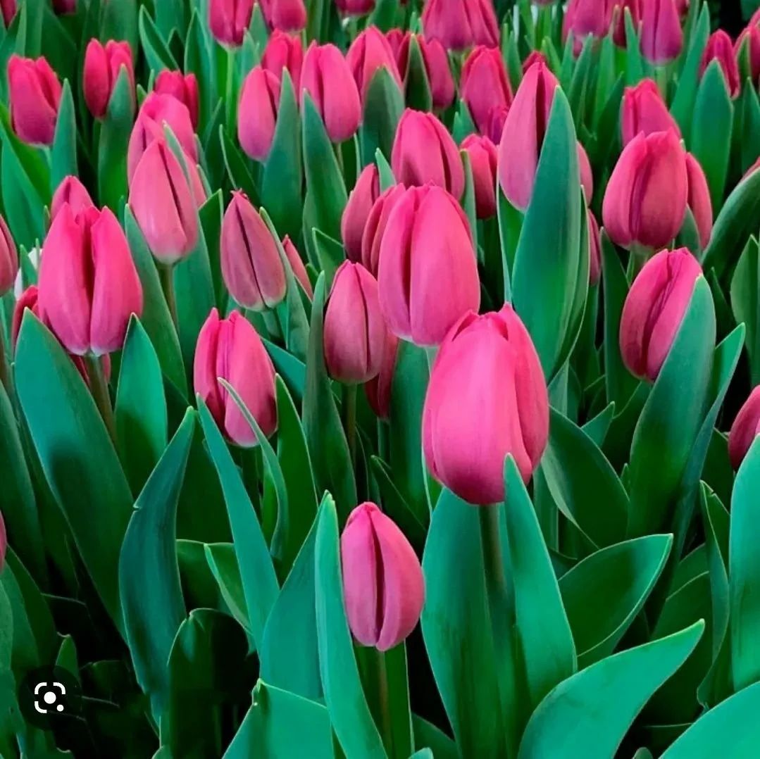  Тюльпаны малинового цвета