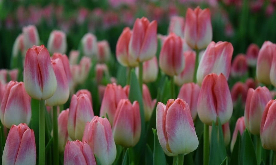 Бело-розовые тюльпаны