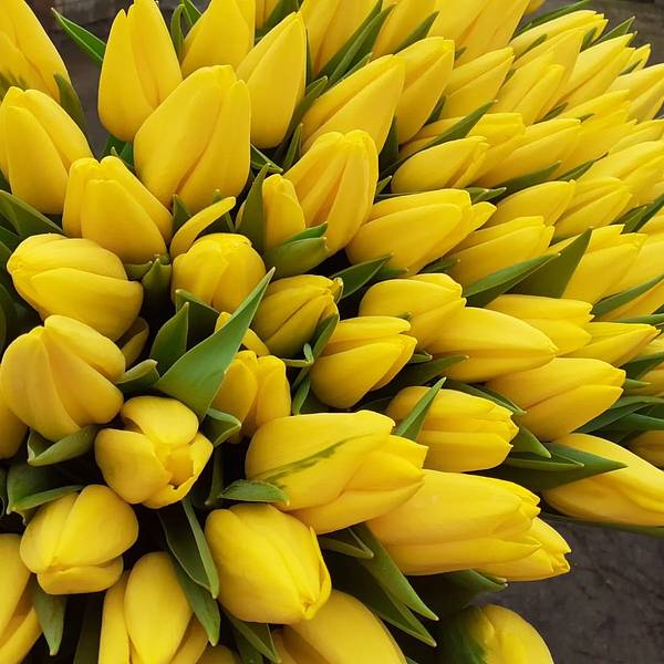 Тюльпаны Желтые - Хит продаж