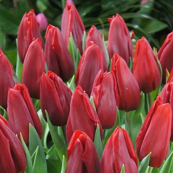 Красные тюльпаны