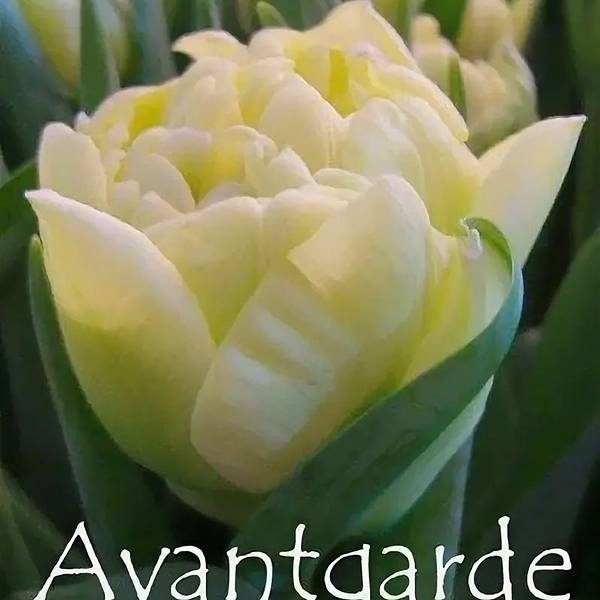 Пионовидные тюльпаны, сорт Avangarde