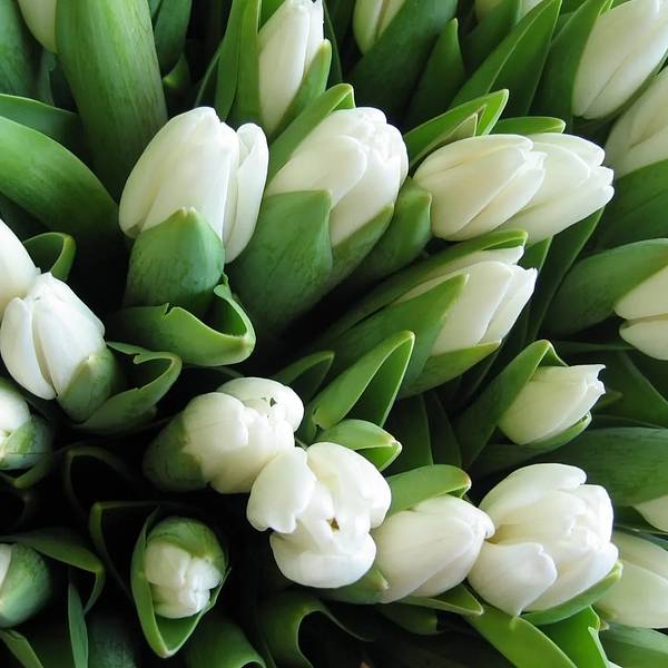 Белые тюльпаны