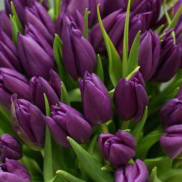 Фиолетовые тюльпаны