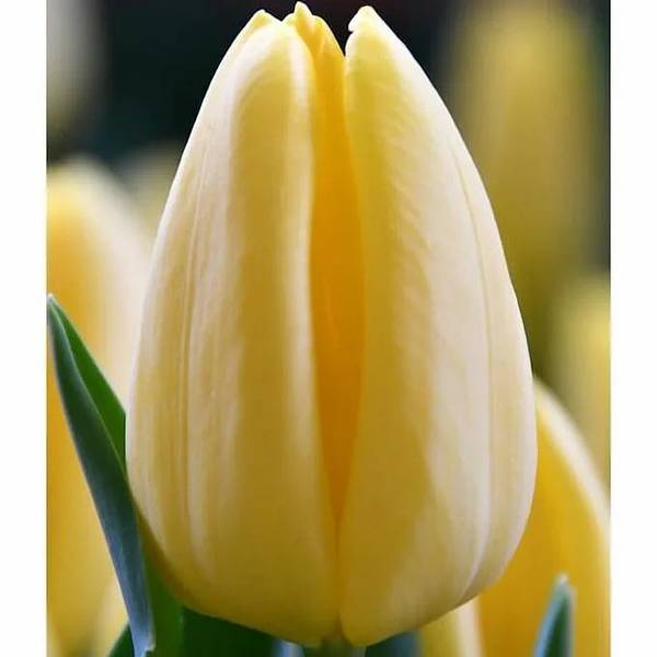 Тюльпаны нежно-желтого цвета с легким ароматом лимона