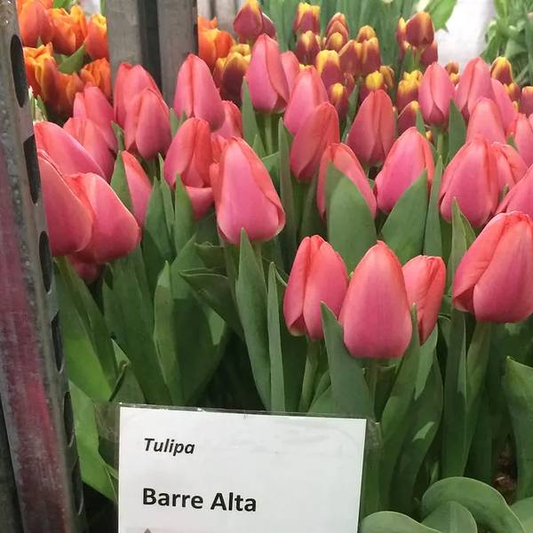 Розовые тюльпаны (лосось)