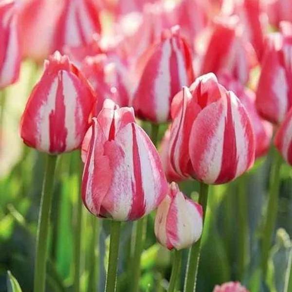 Тюльпаны в полоску насыщенного розового цвета