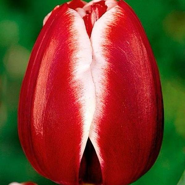 Тюльпаны Красные с белым кантом