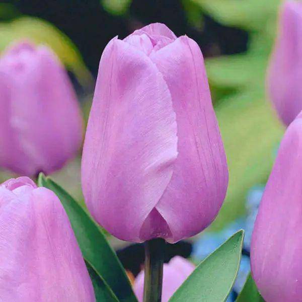 Тюльпаны сиреневого цвета