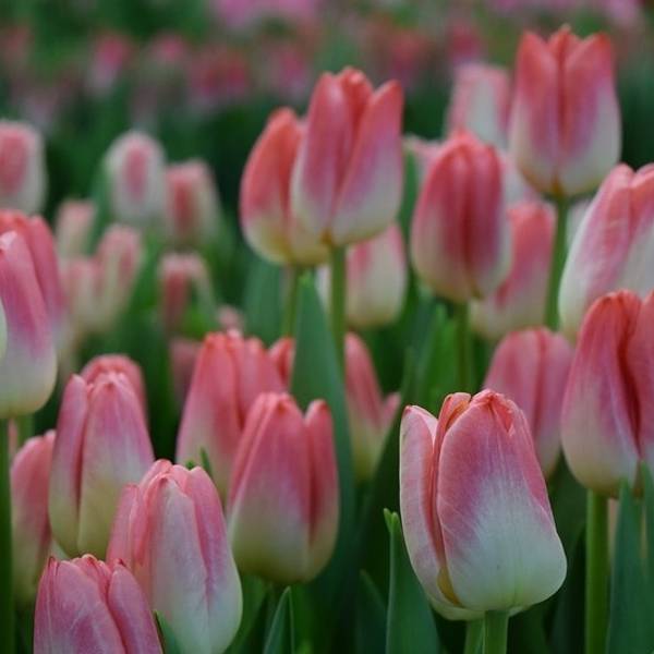 Бело-розовые тюльпаны